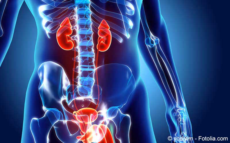 Urogenitaltrakt Mann schematisch Urogenitaltrakt Mann schematisch