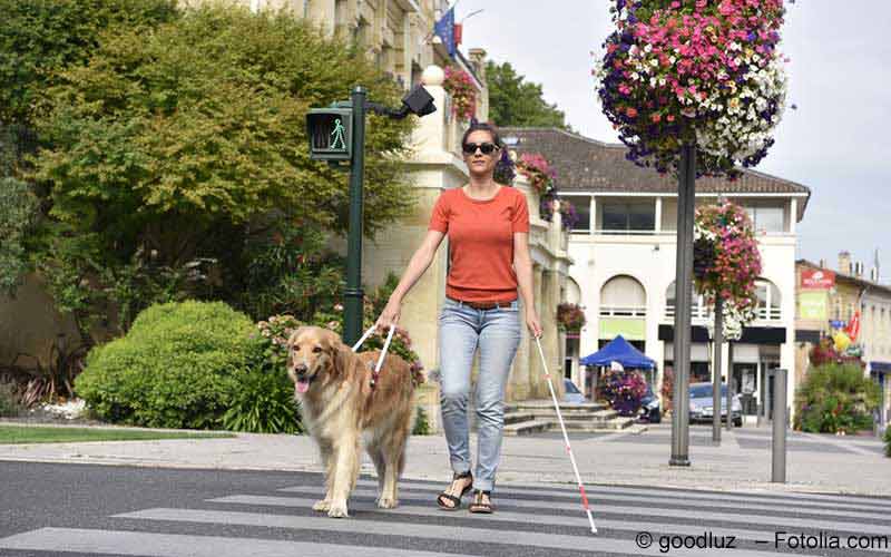 Blindenhund Blindenhund