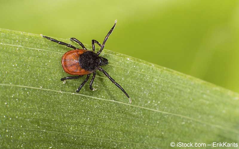 Borreliose-Zecke Borreliose-Zecke